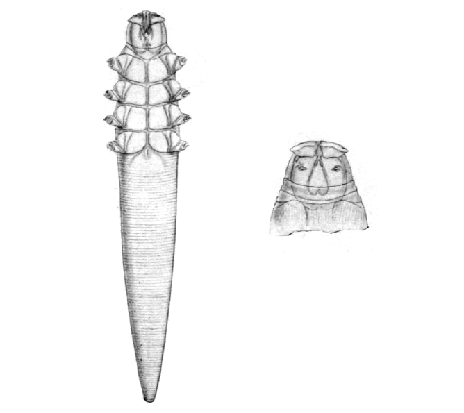 Demodex canis