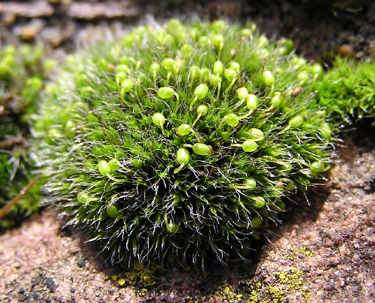 děrkavka poduškovitá (Grimmia pulvinata)