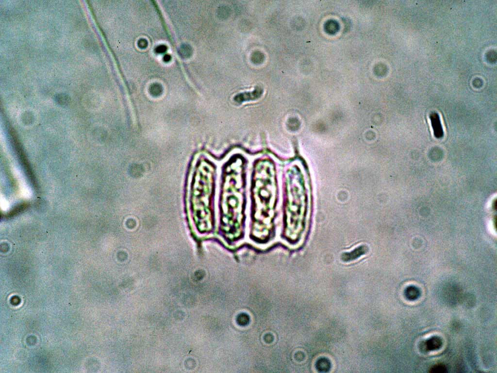Desmodesmus brasiliensis