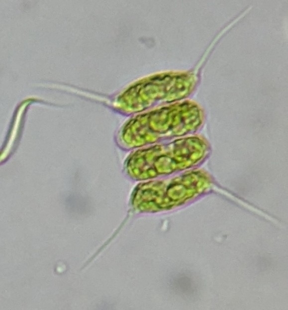 Desmodesmus maximus