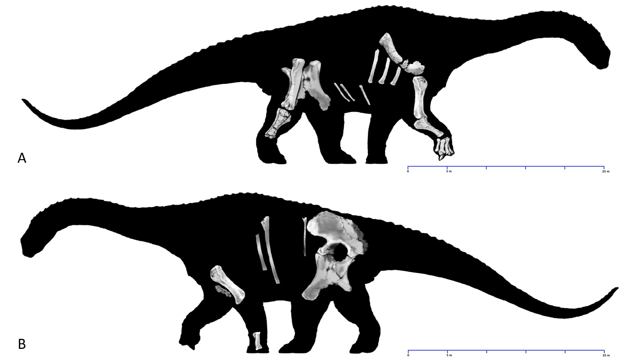Diamantinasaurus