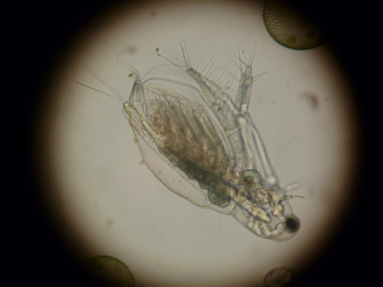 Diaphanosoma brachyurum