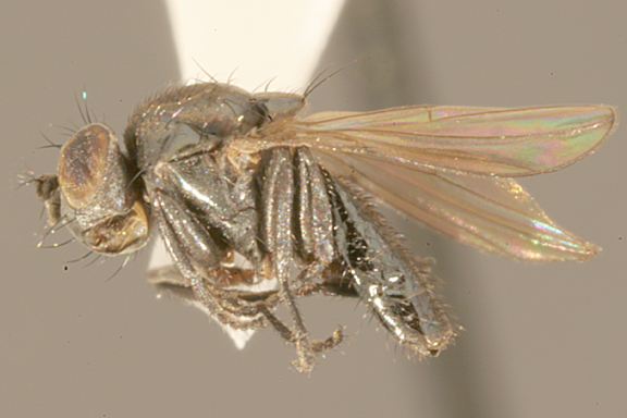 Diasemocera petrolei (Helaeomyia petrolei)