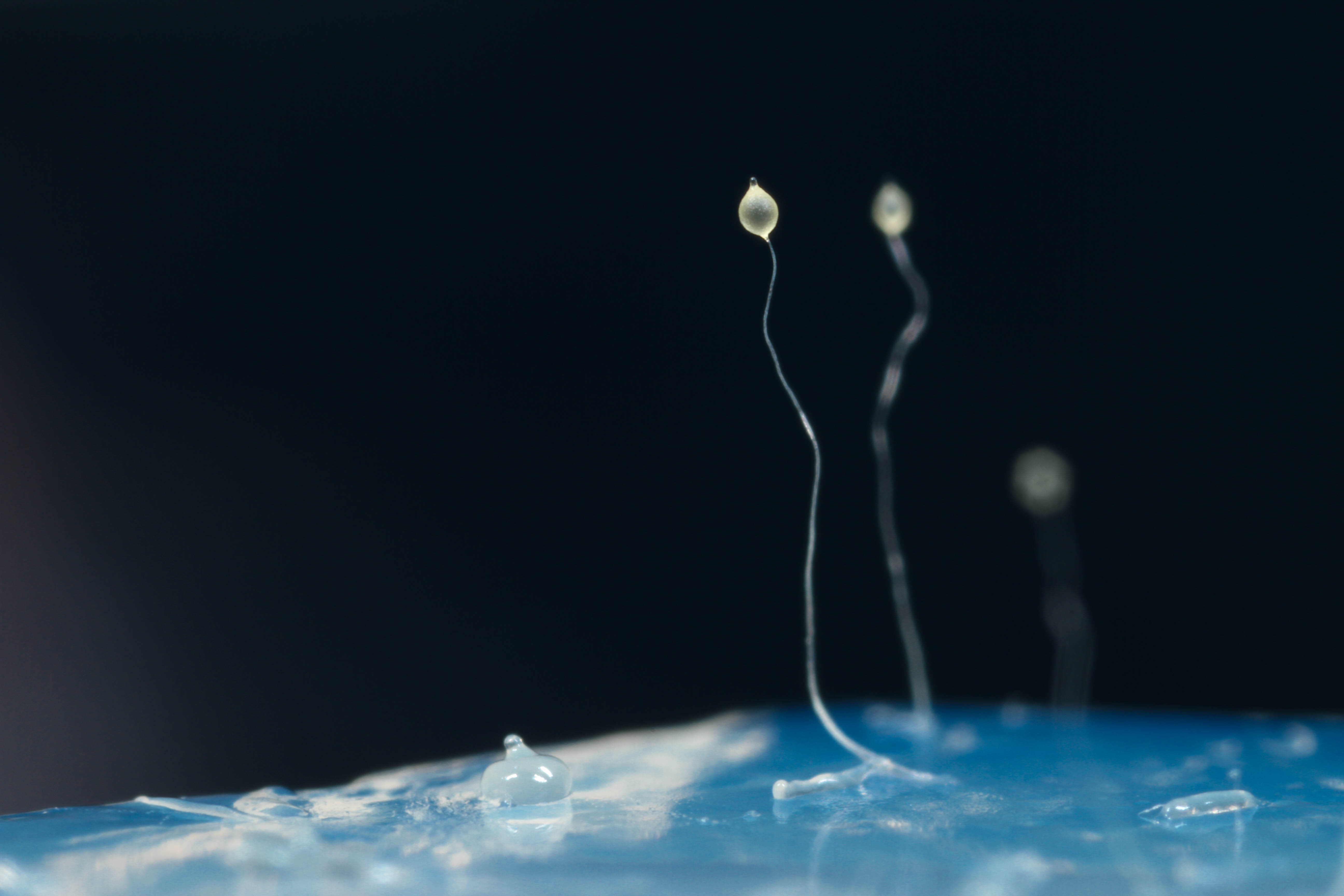 Dictyostelium discoideum
