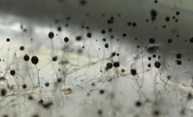 Dictyostelium purpureum