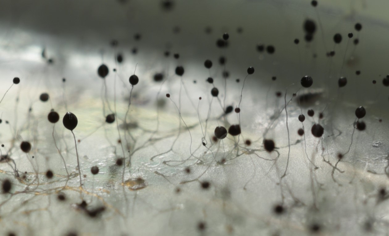 Dictyostelium purpureum
