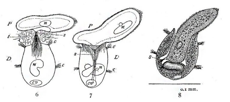 Didinium nasutum Didinium nasutum