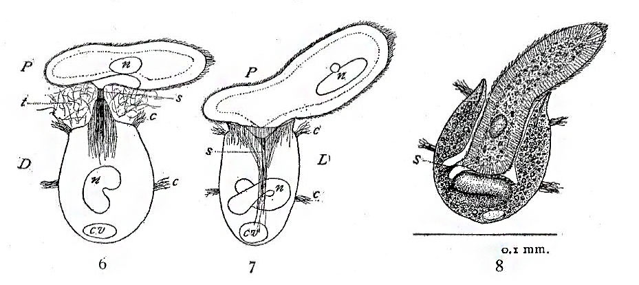 Didinium nasutum