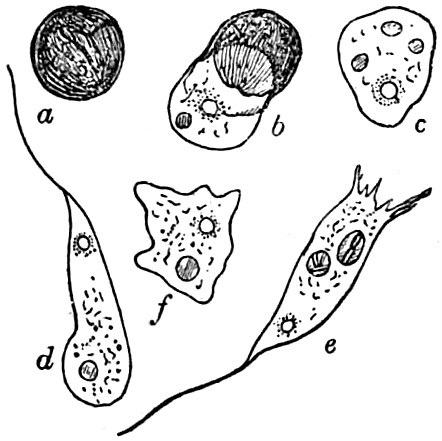 Didymium difforme