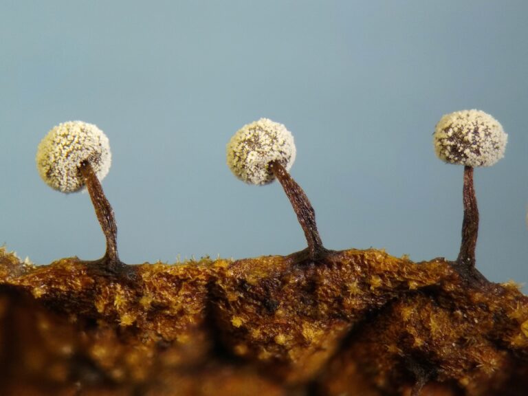 Didymium nigripes