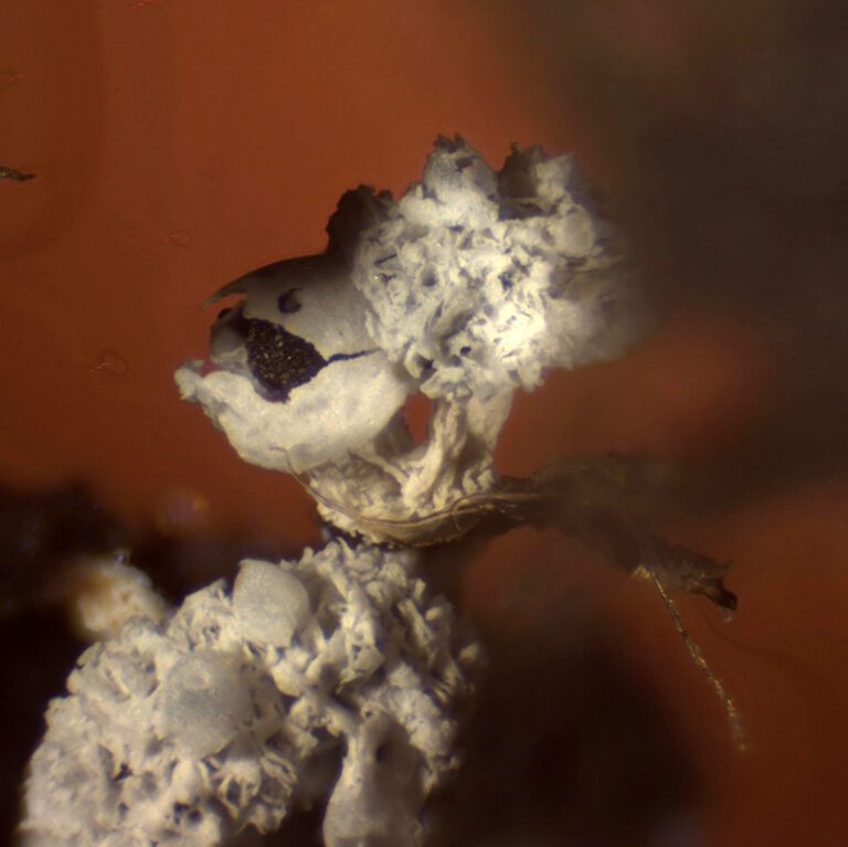 Didymium squamulosum