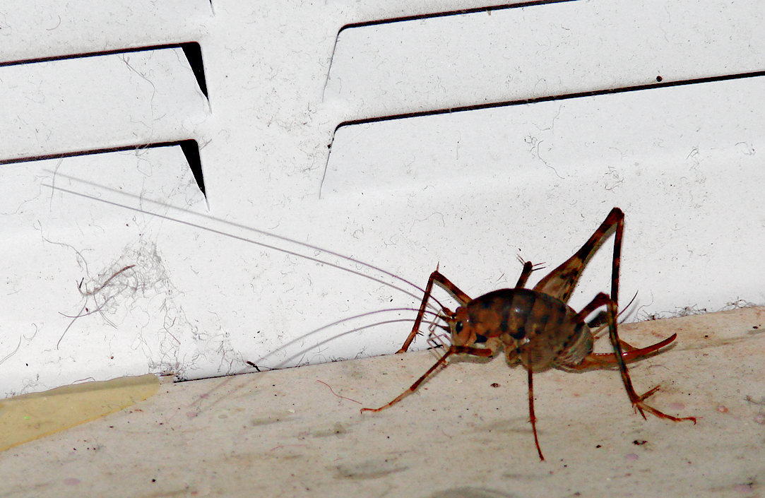 Diestrammena asynamora