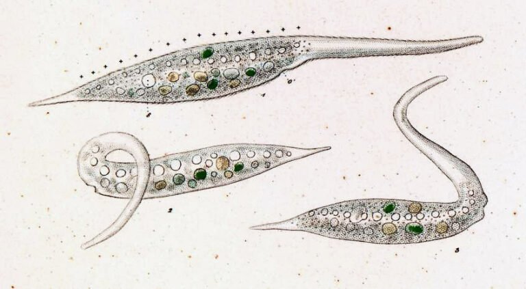 Dileptus margaritifer