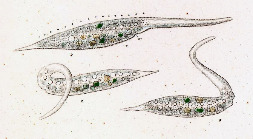 Dileptus margaritifer