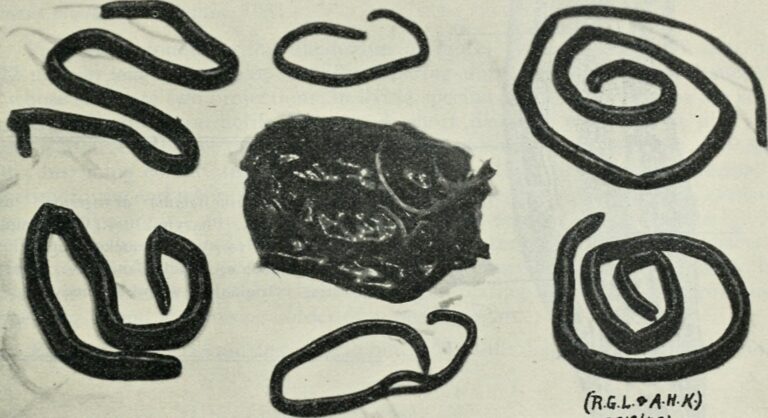 Dioctophyme renale