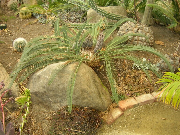 dioon Califanovo (Dioon califanoi)