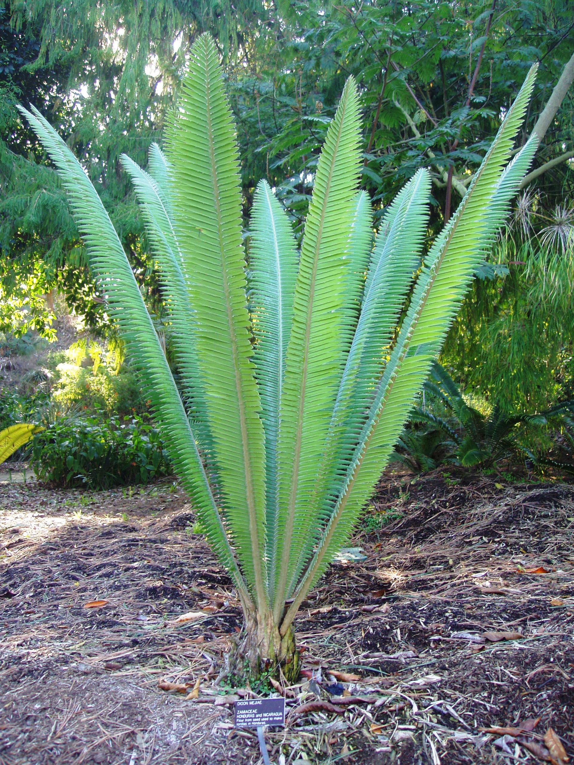 dioon Mejiovo (Dioon mejiae)
