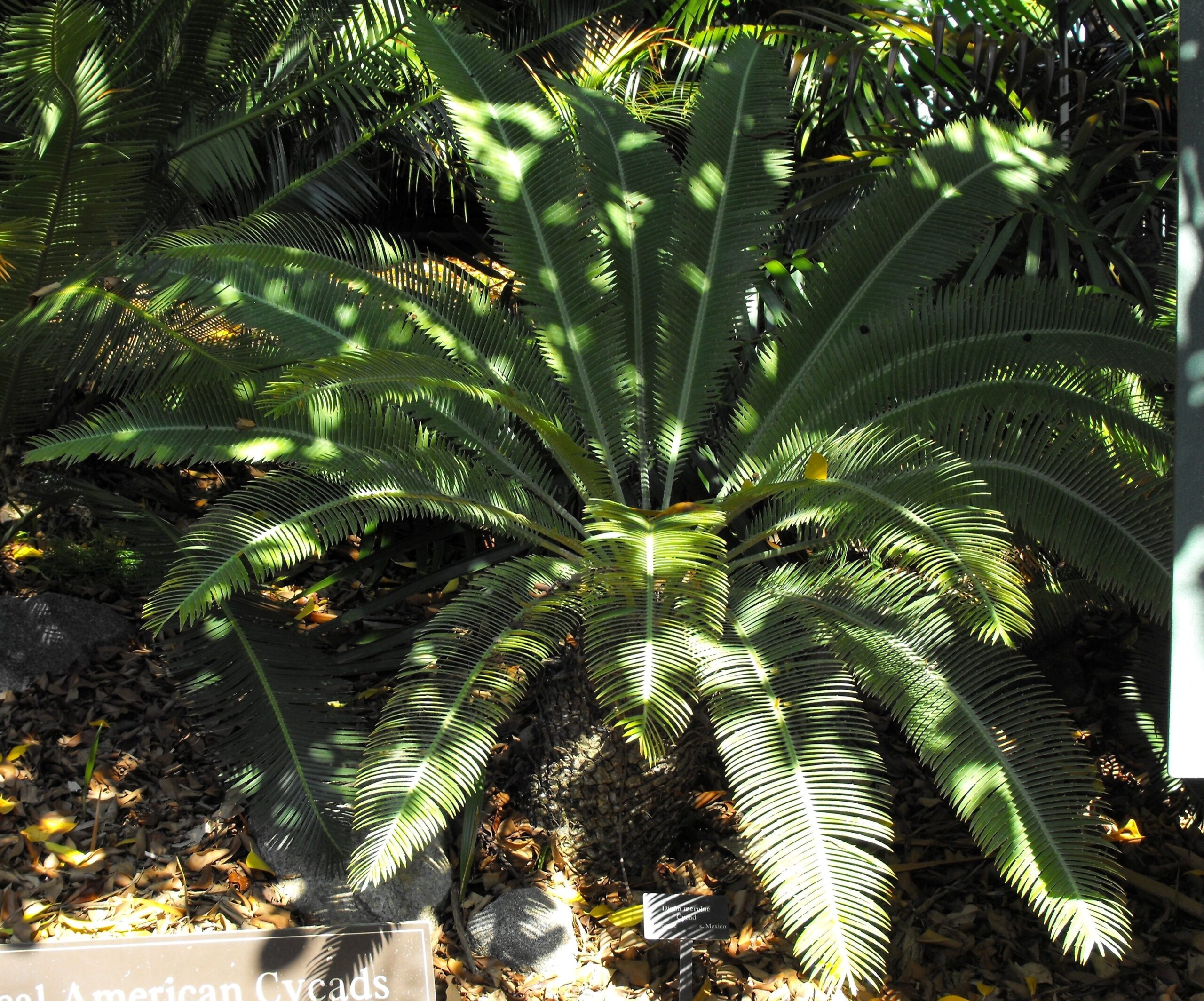 dioon Merolae