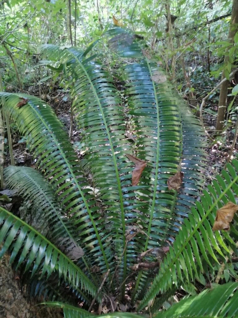 dioon pichlavé (Dioon spinulosum)