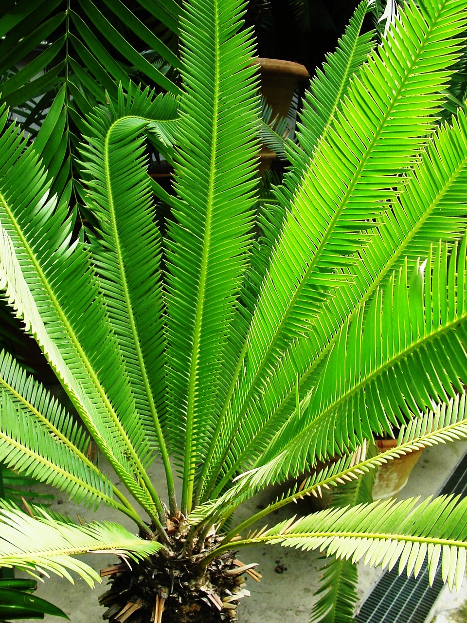 dioon Purpusovo (Dioon purpusii)