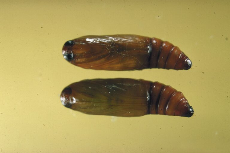 Dioryctria ebeli