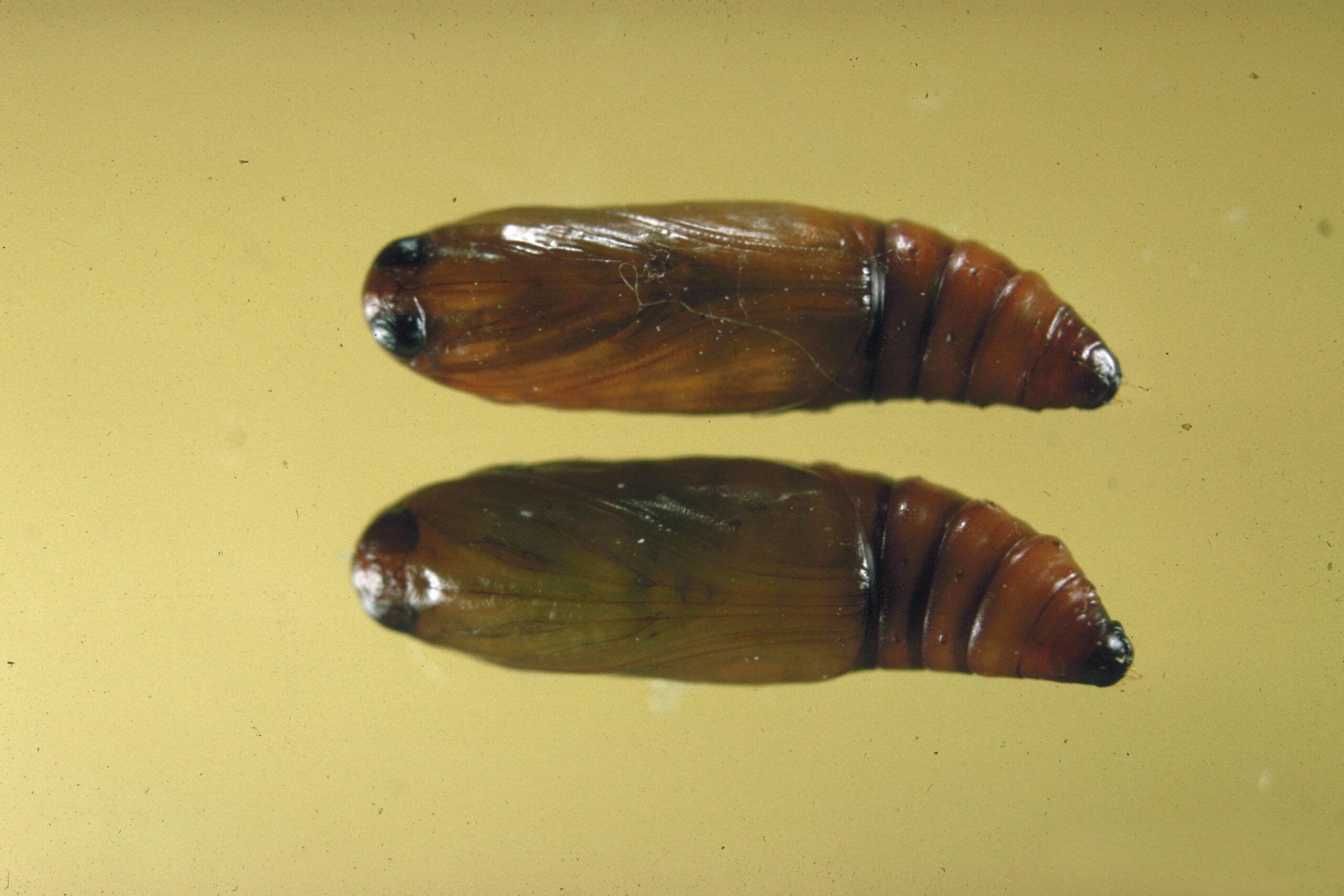 Dioryctria ebeli