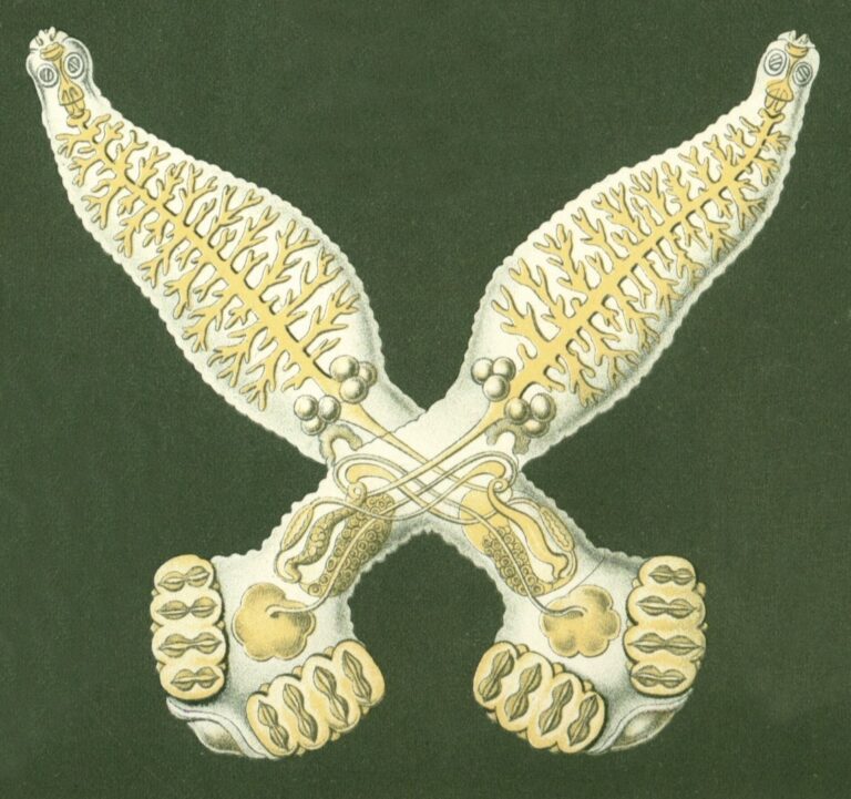 Diplozoon paradoxum Diplozoon paradoxum