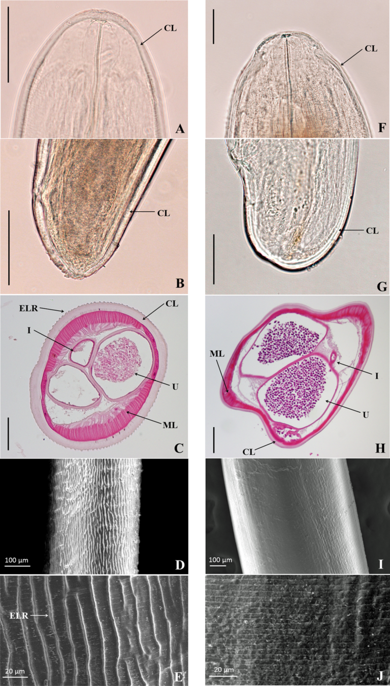 Dirofilaria repens