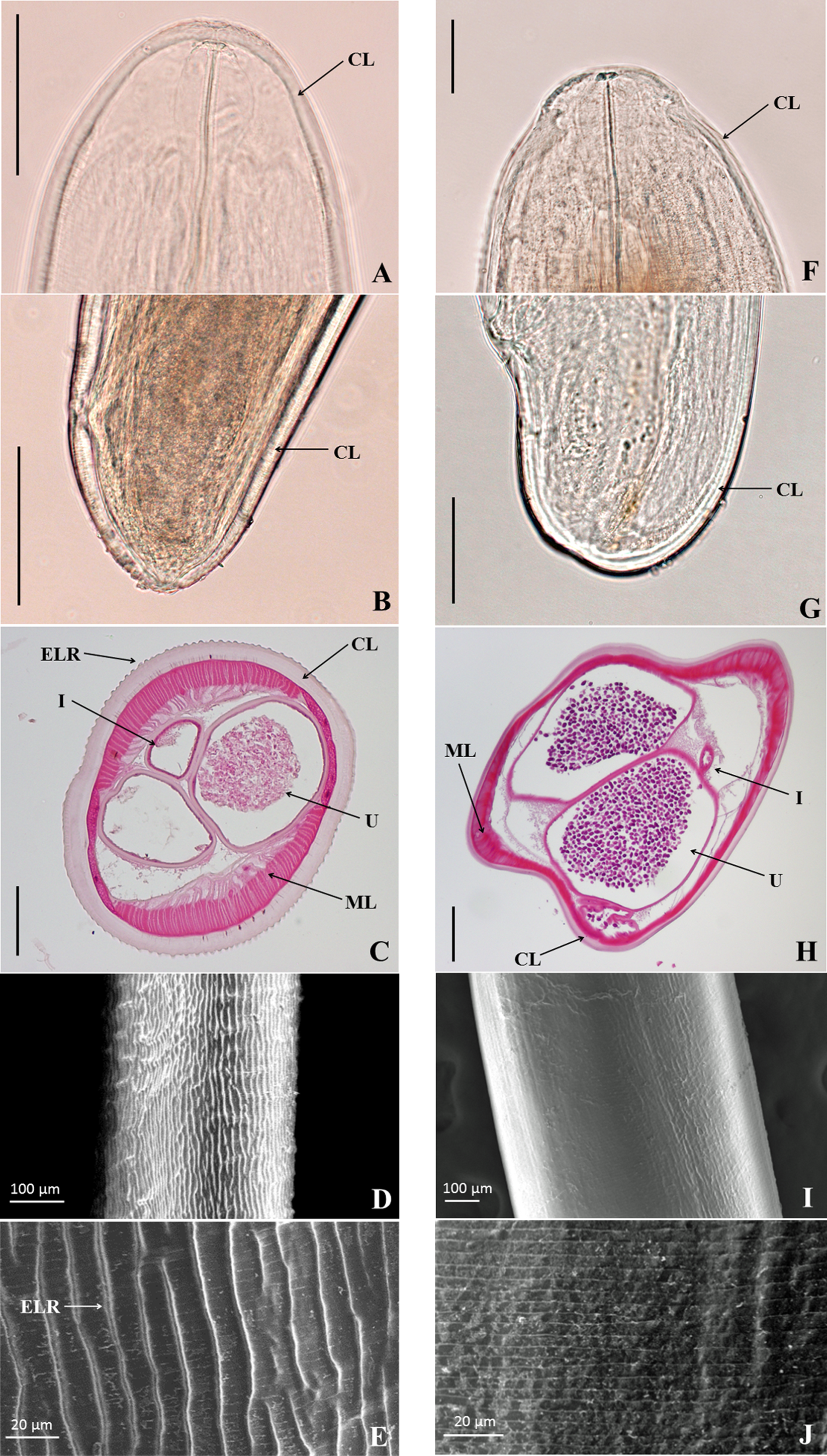 Dirofilaria repens