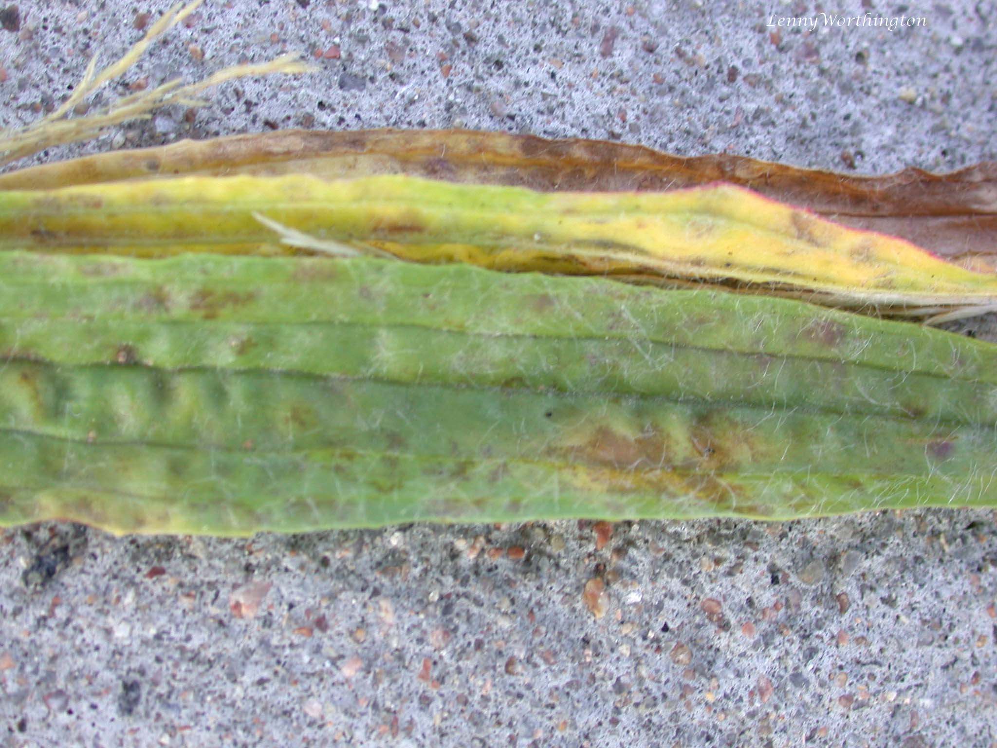 Ditylenchus dipsaci