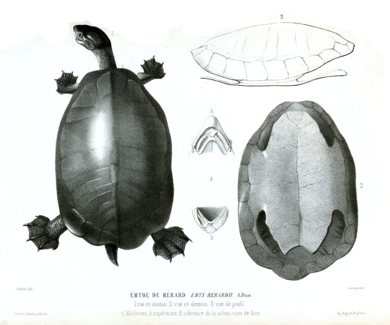 dlouhohlávka mexická (Dermatemys mawii)