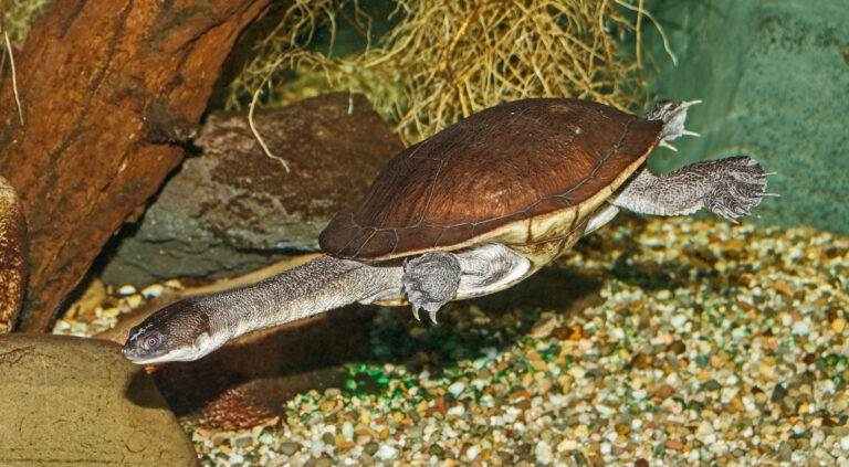 dlouhokrčka McCordova dlouhokrčka McCordova (Chelodina mccordi)