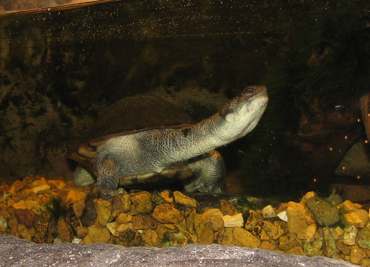 dlouhokrčka novoguinejská (Chelodina novaeguineae)