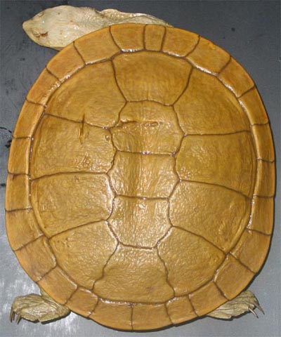 dlouhokrčka Steindachnerova (Chelodina steindachneri)