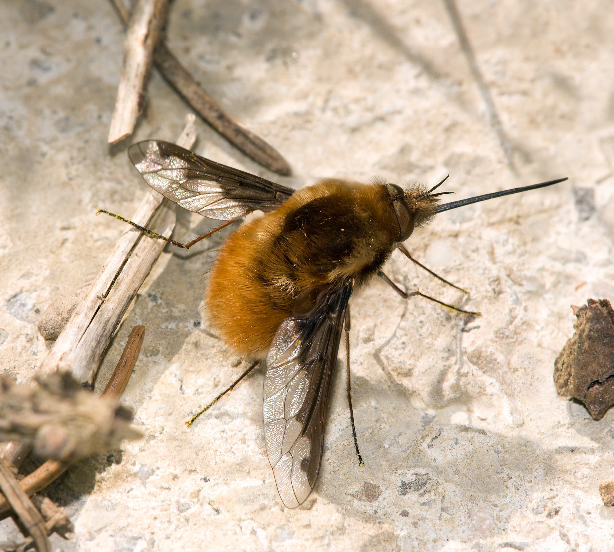 dlouhososka velká (Bombylius major)