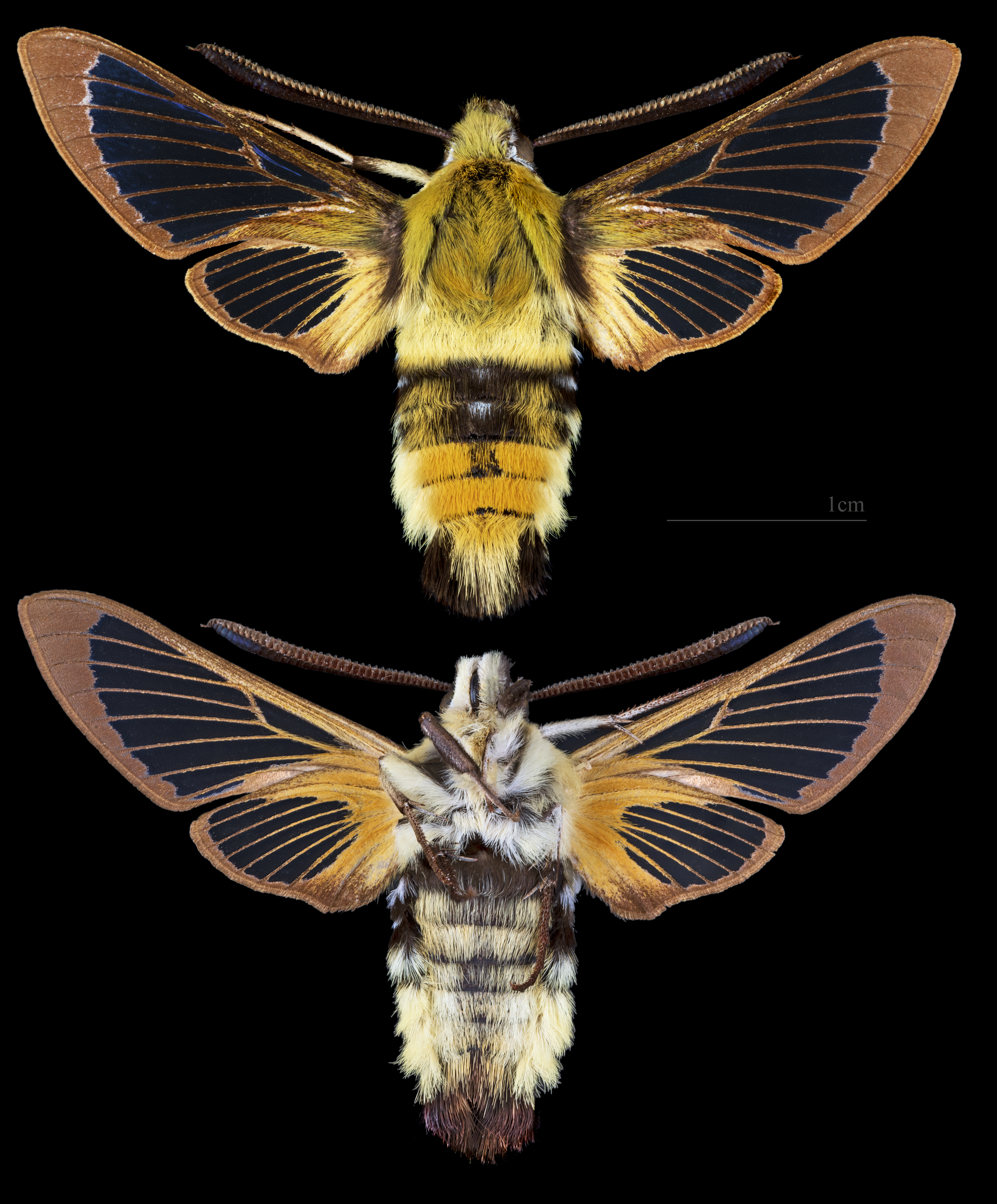 dlouhozobka chrastavcová (Hemaris tityus)