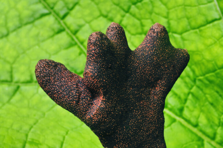 dřevnatka kyjovitá dřevnatka kyjovitá (Xylaria polymorpha)