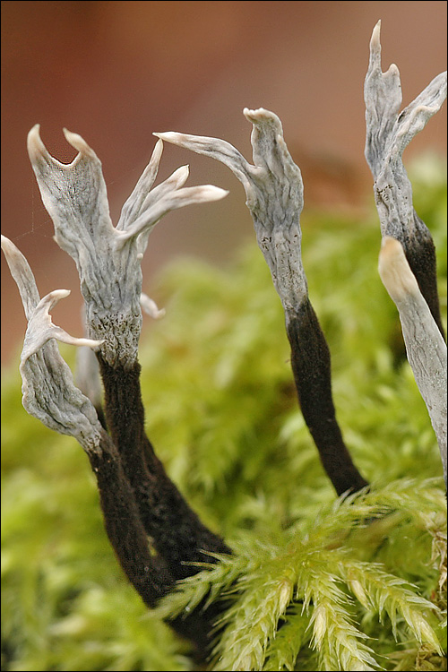 dřevnatka parohatá (Xylaria hypoxylon)