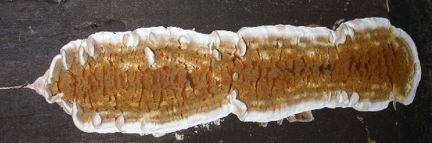 dřevomorka domácí dřevomorka domácí (Serpula lacrymans)