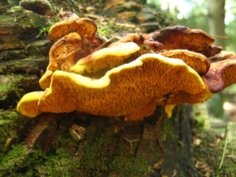 dřevomorka zlatá (Pseudomerulius aureus)