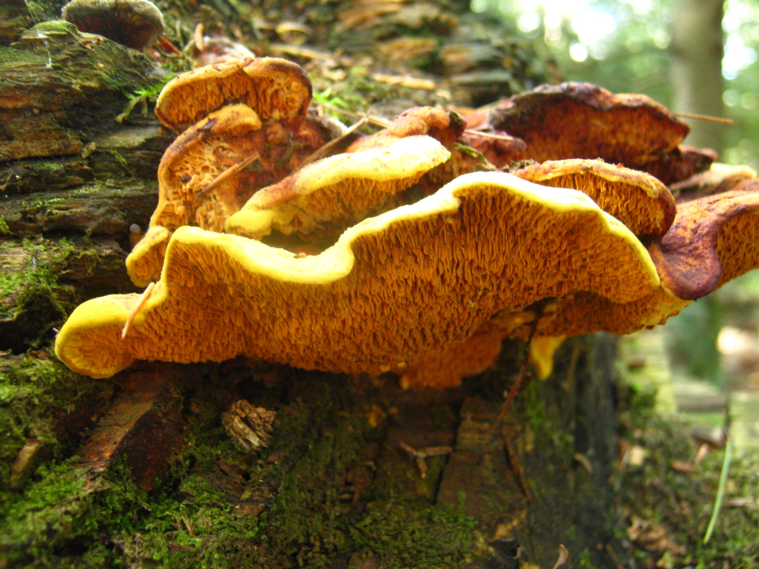 dřevomorka zlatá (Pseudomerulius aureus)