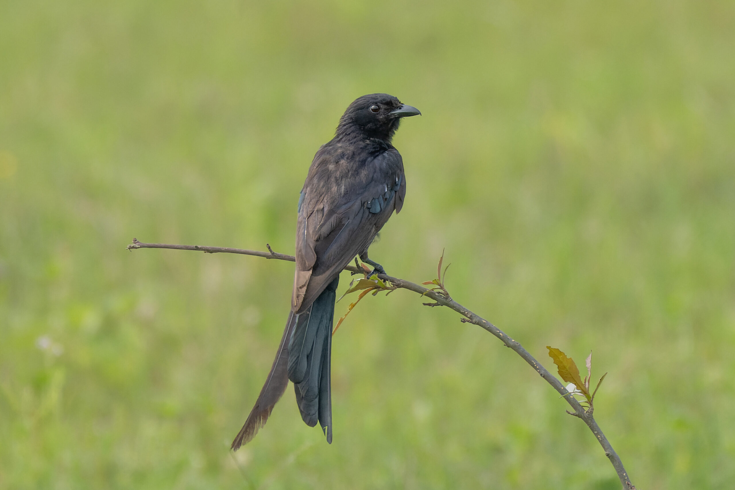 drongo černý (Dicrurus macrocercus)
