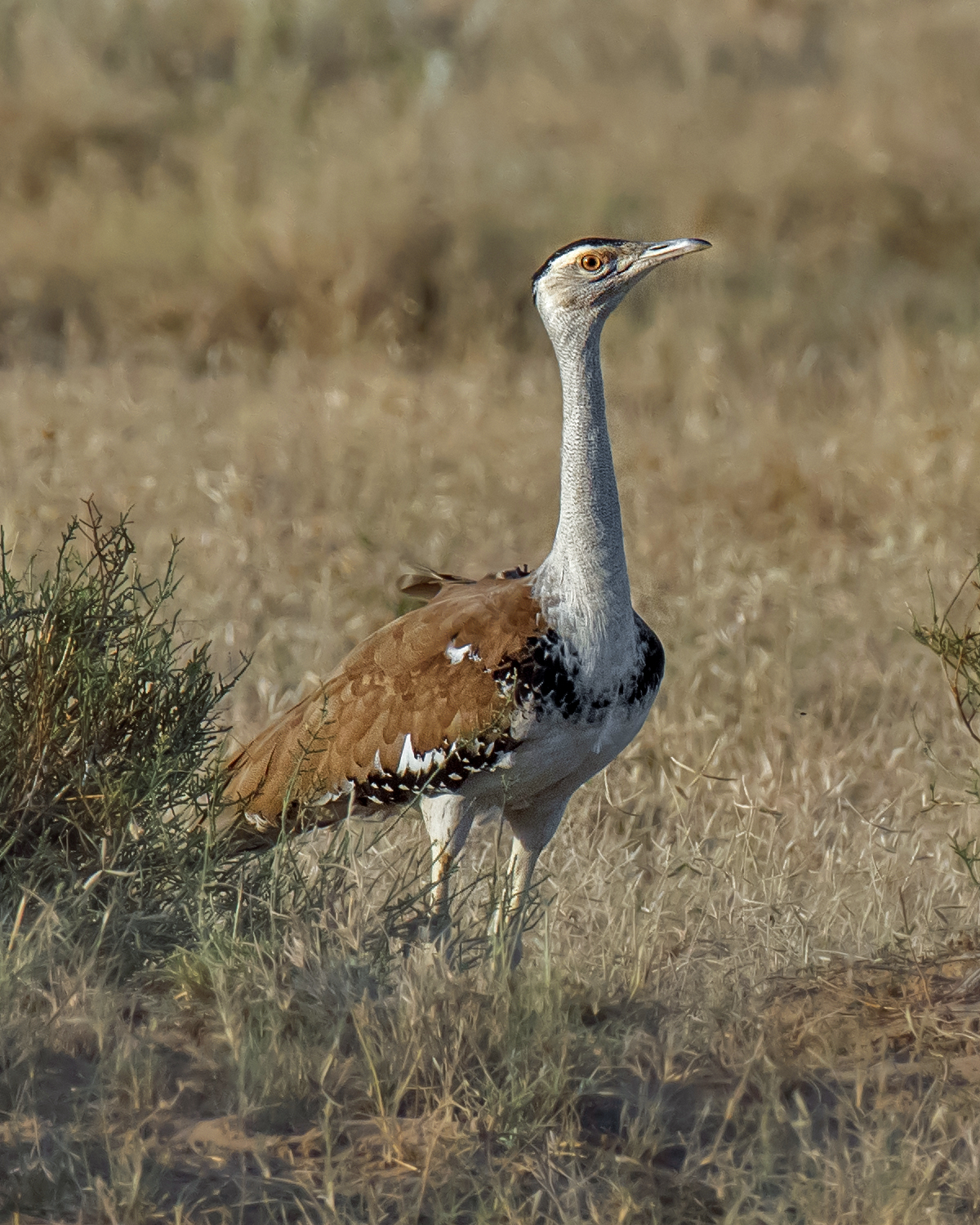 drop černohlavý (Ardeotis nigriceps)