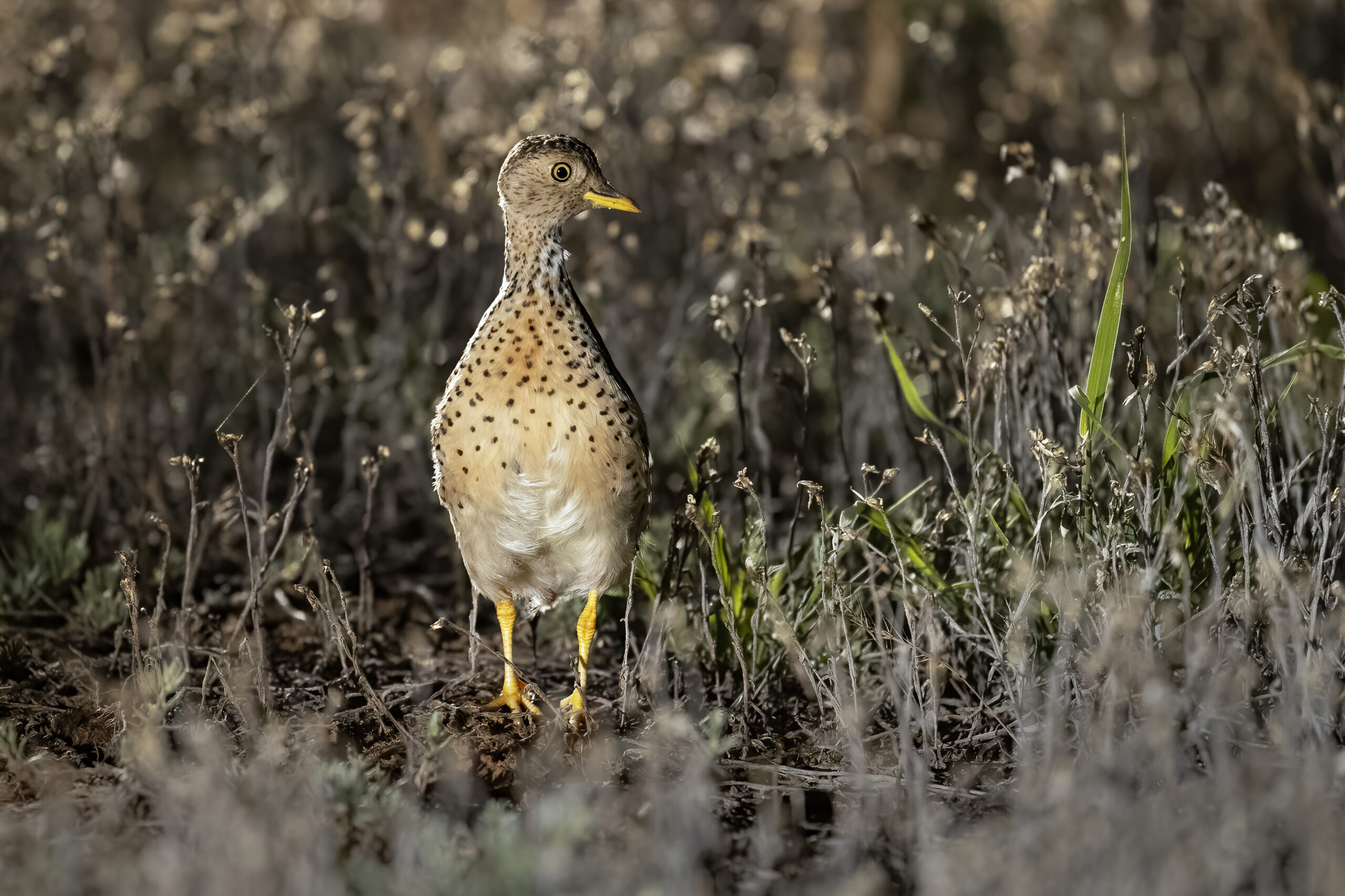 dropík australský (Pedionomus torquatus)