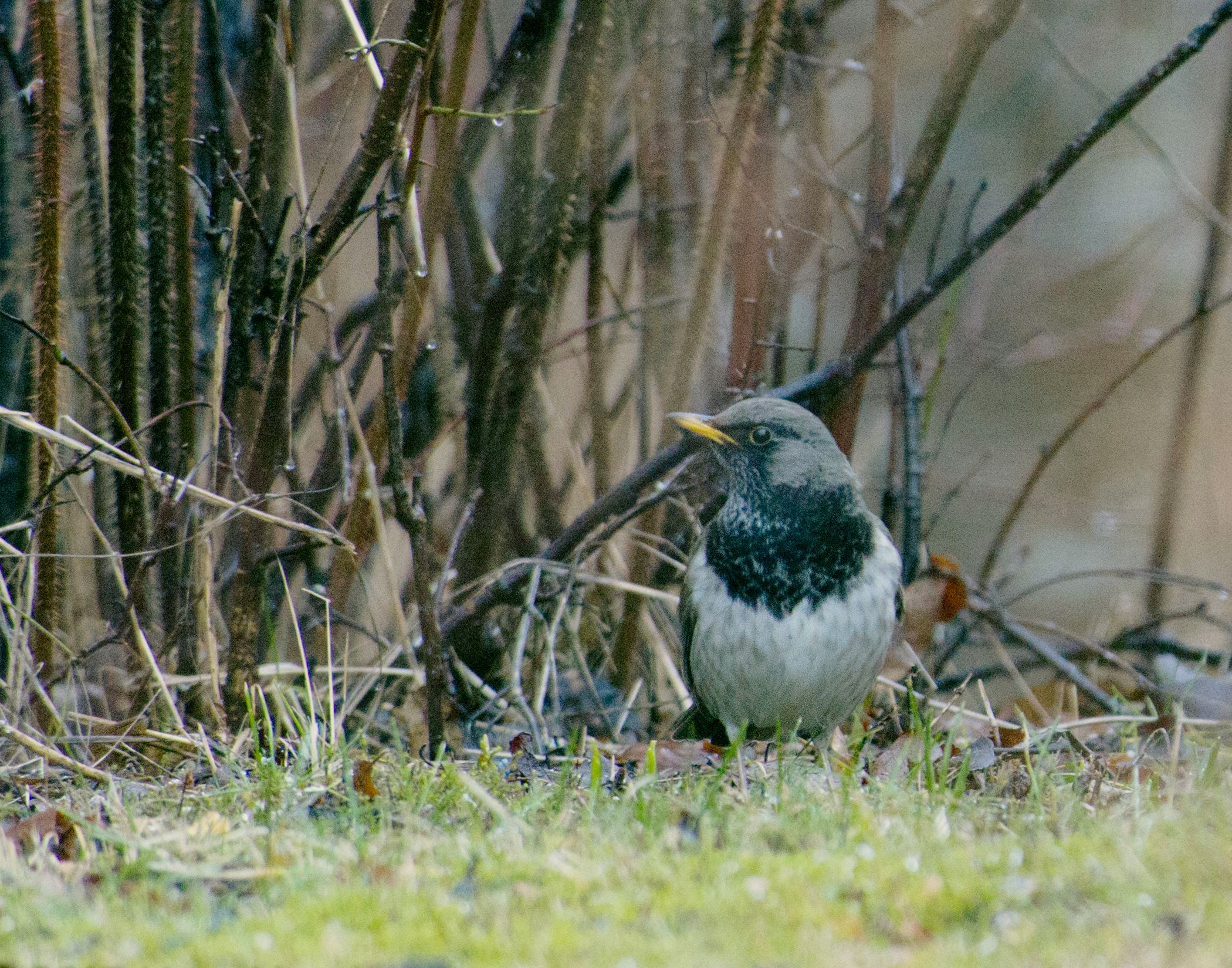 drozd černohrdlý (Turdus atrogularis)