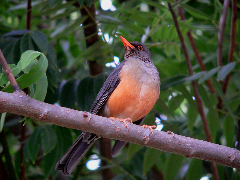 drozd etiopský (Turdus abyssinicus)