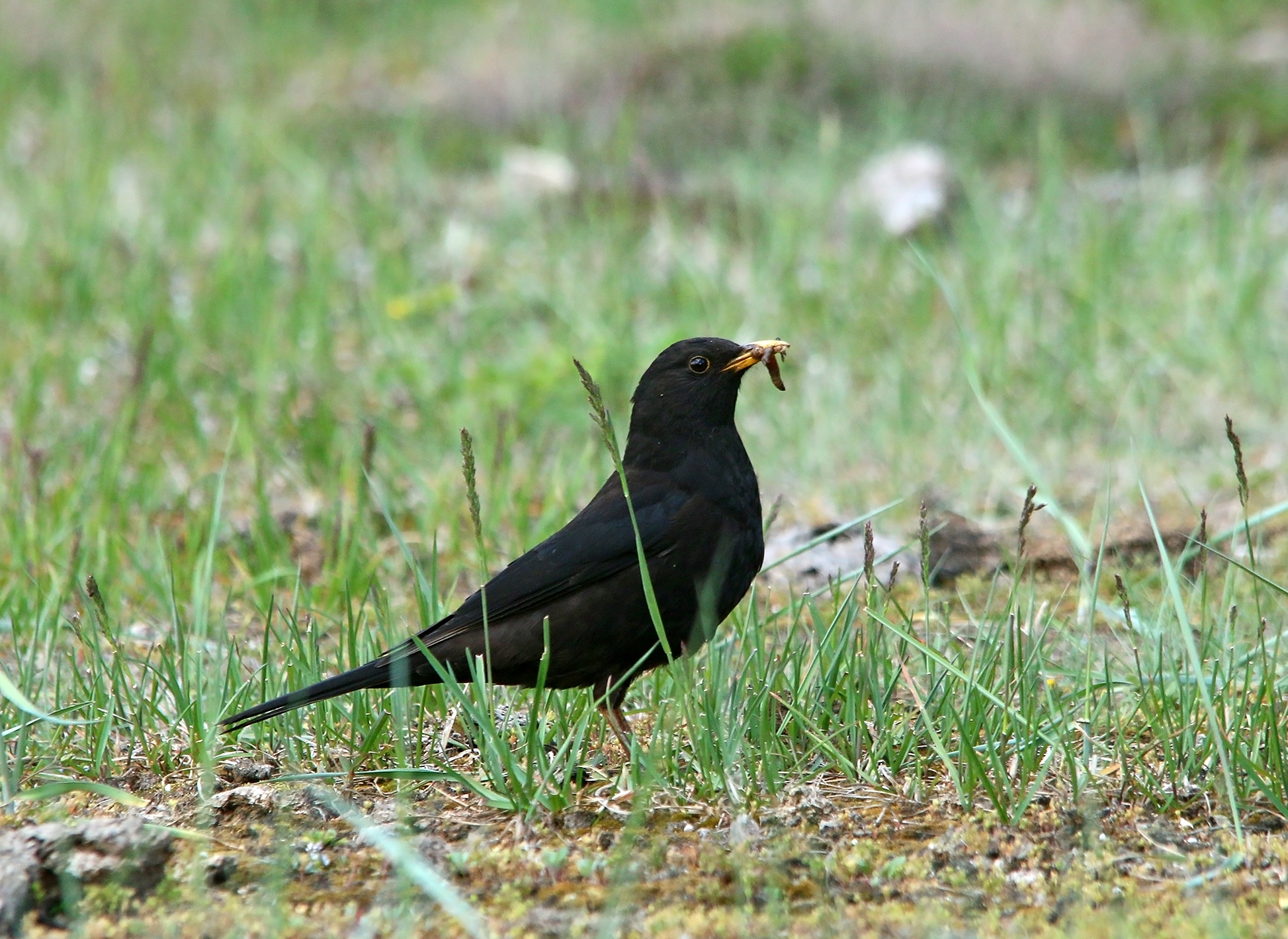 drozd tibetský (Turdus maximus)