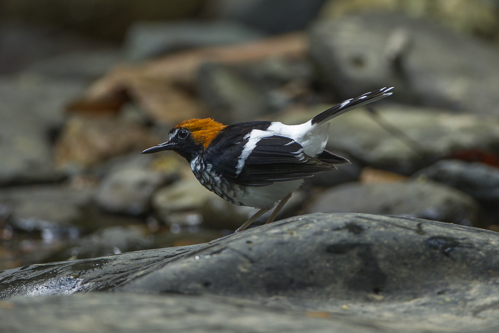 drozdek rezavohřbetý (Enicurus ruficapillus)