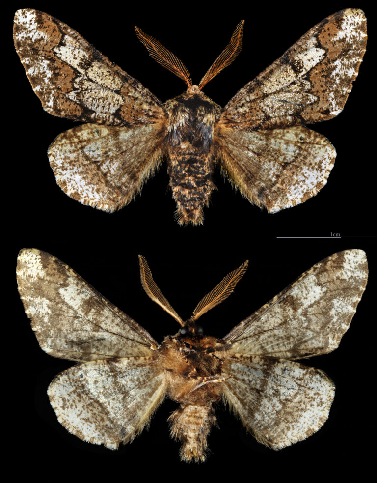 drsnokřídlec lipový (Biston strataria)