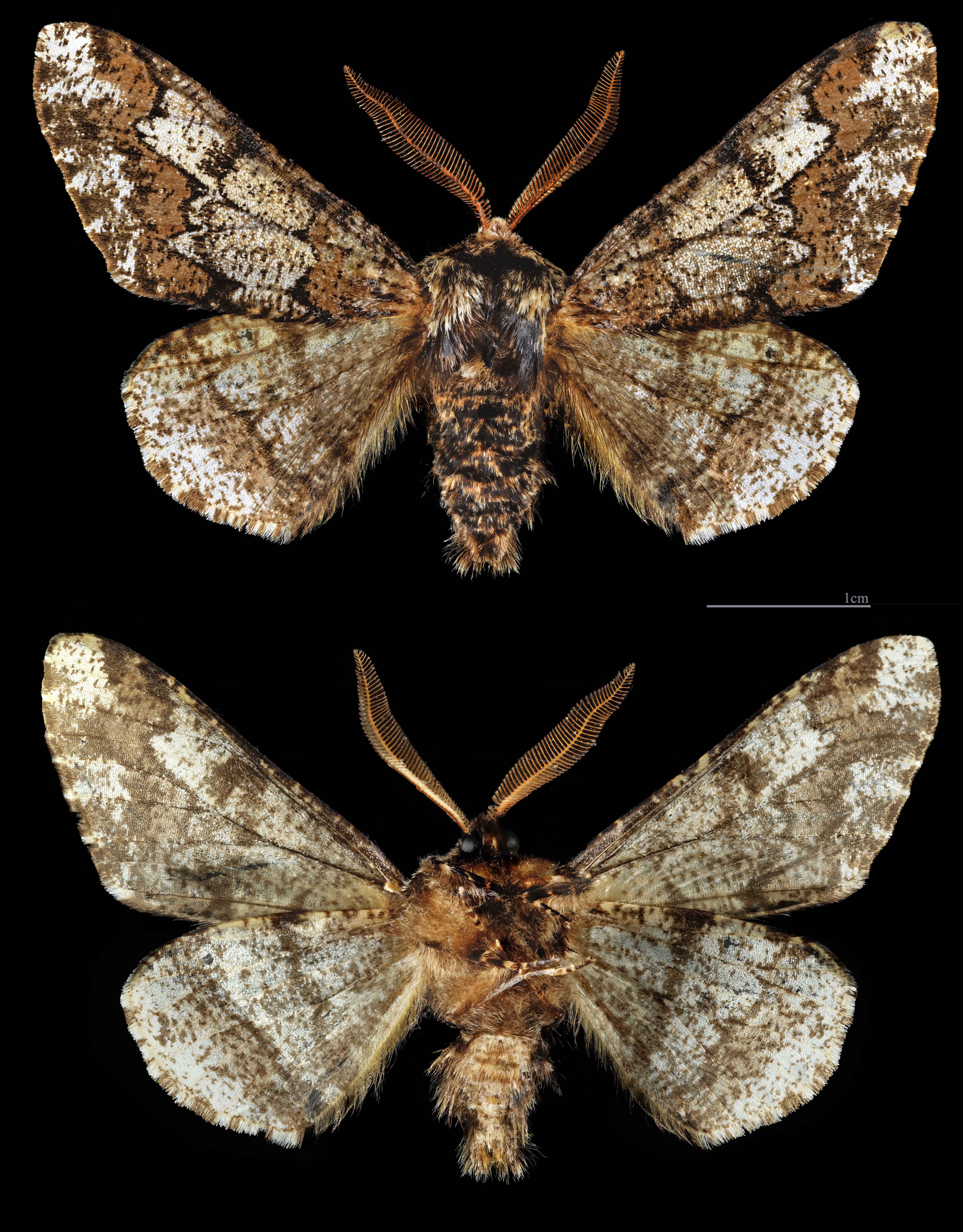 drsnokřídlec lipový (Biston strataria)